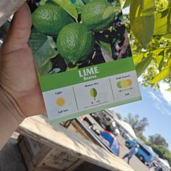 Lime Bears ,8 Feet Por 36 Gallons 