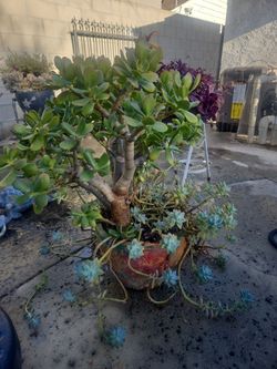 Plants
