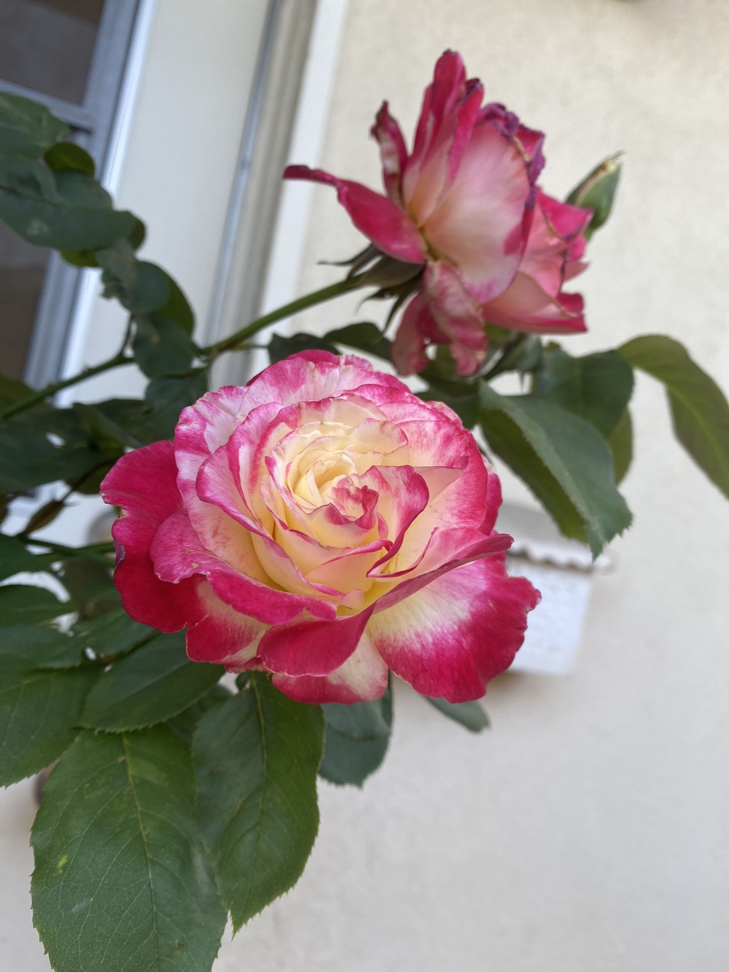 Double Delight Rose Tree With Very Fragrant Flowers Plant, In 5 Gallons Pot 5 Feet Tall