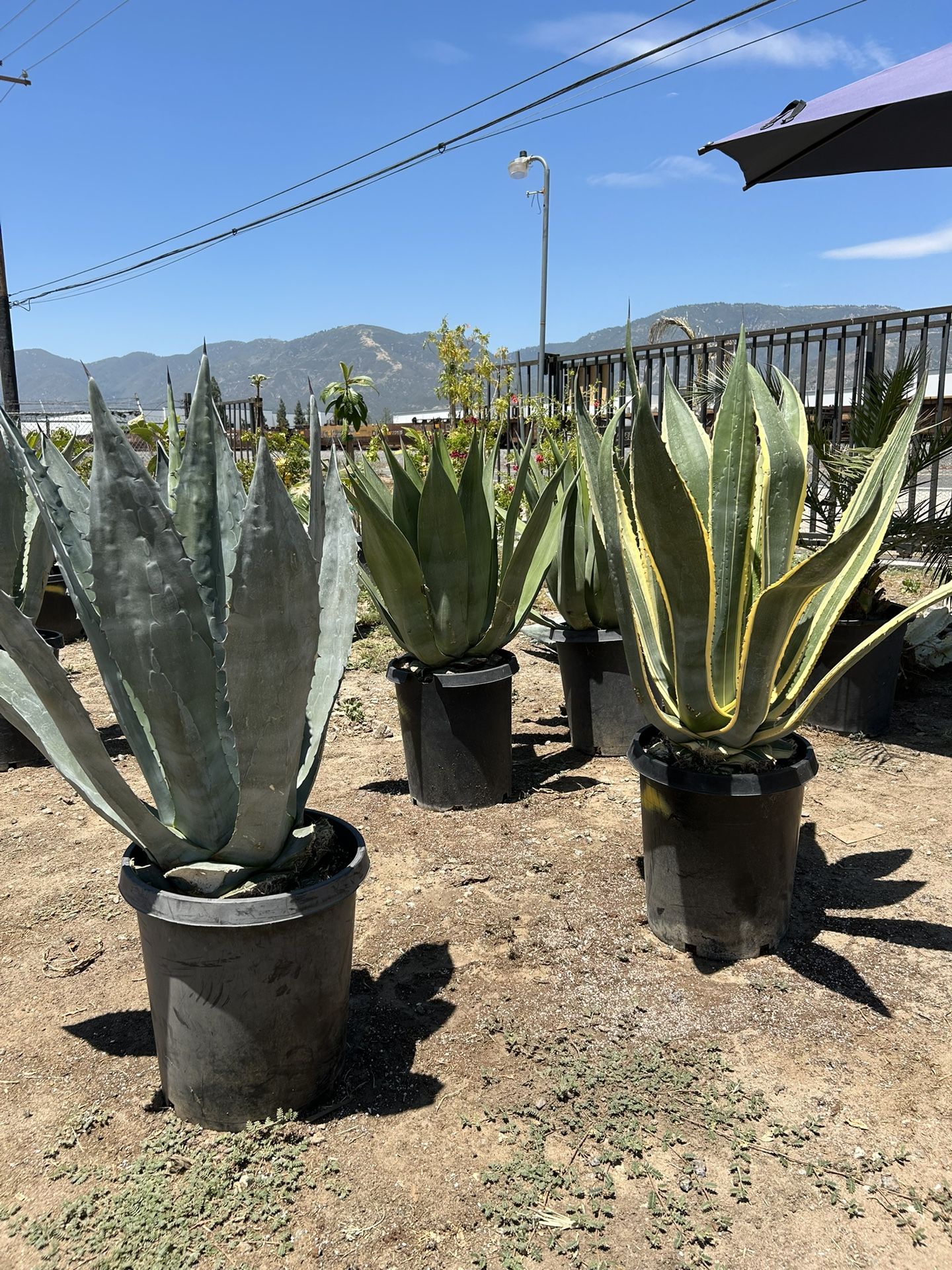 Maguey