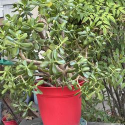 🔺Jade plant in vibrant red pot🔺