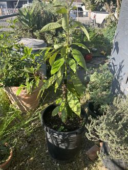 Lula Avocado Tree Live Outside  Size 50-55 Inch 