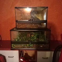 Two Reptile Fully Furnished Tanks