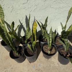 2 Snake plants In Each Pot For 10.00 Dollars