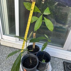 Indoor Avocado Plant in 6” Planter