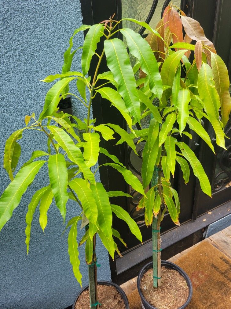 Manila Mango Tree