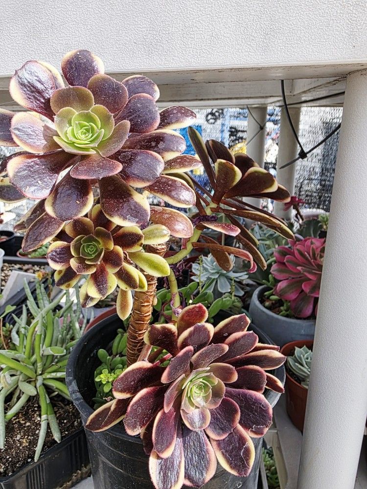 Succulents Plants Aeonium Pick Up In Upland