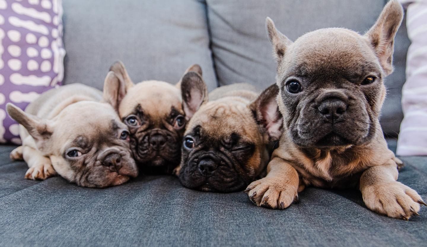 French Bulldog Puppies AKC