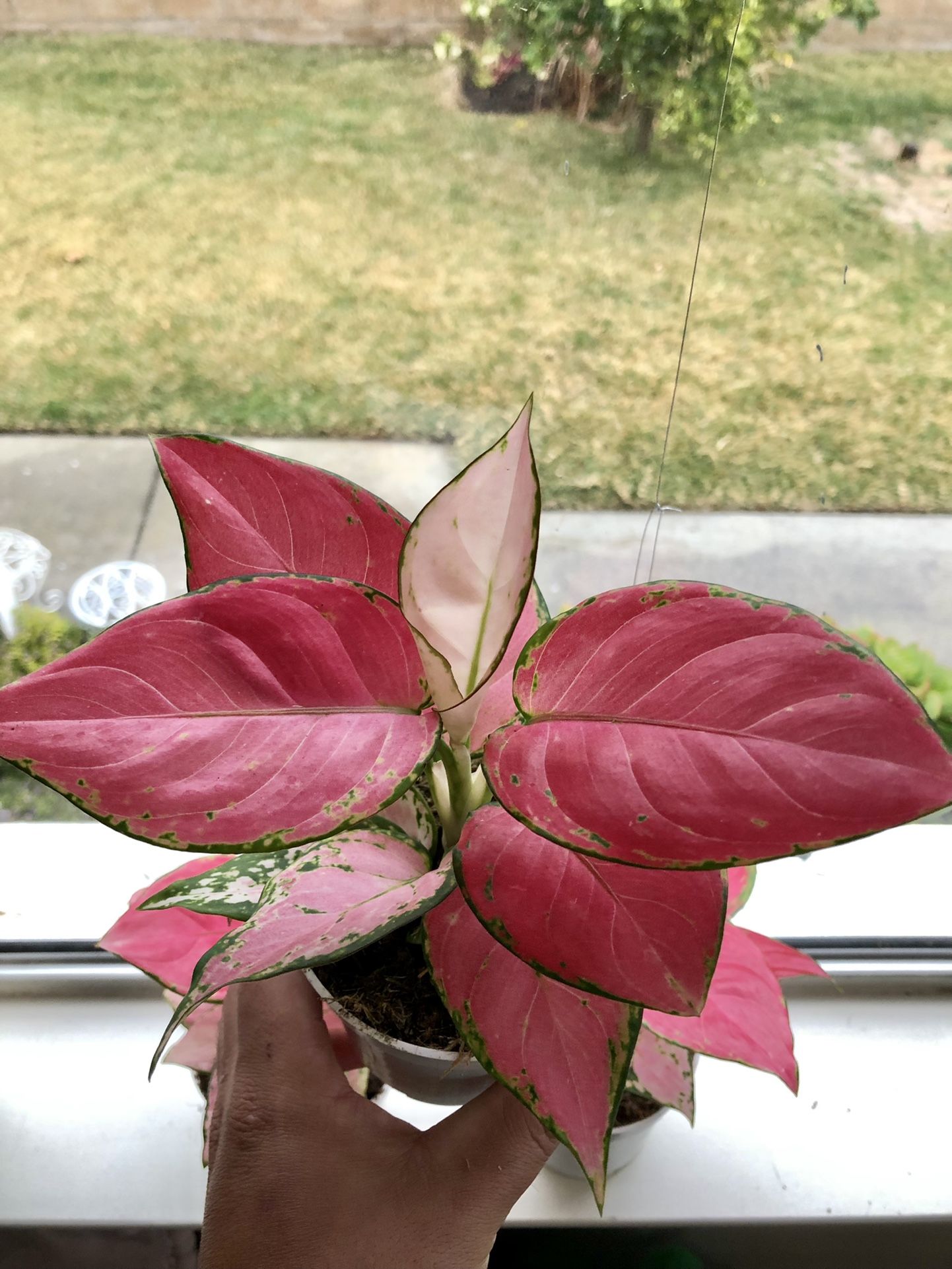 Pink Indoor House Plant - aglaonema red