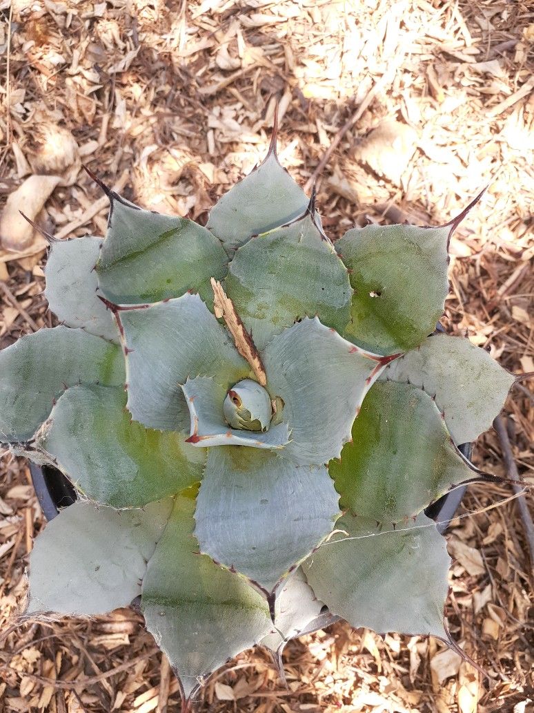 Agave