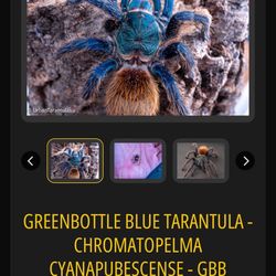 2 Gbb 1 Mexican Fire Leg