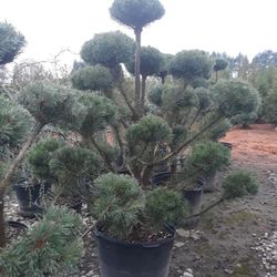 Trees, Plants, Shrubs, Flowers, Flowering trees 