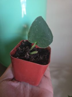 Plant