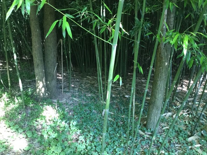 Bamboo poles/ canes and plants