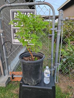 Citronela plant