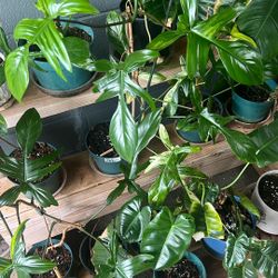 Philodendron Florida Beauty Varigated