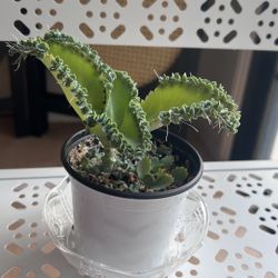 Succulents, Plants, Home Decor, House Plant, Mother Of Millions, Mother Of Thousands 