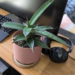 Snake Plant Variant 