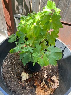 One Gallon red Thompson grapevine