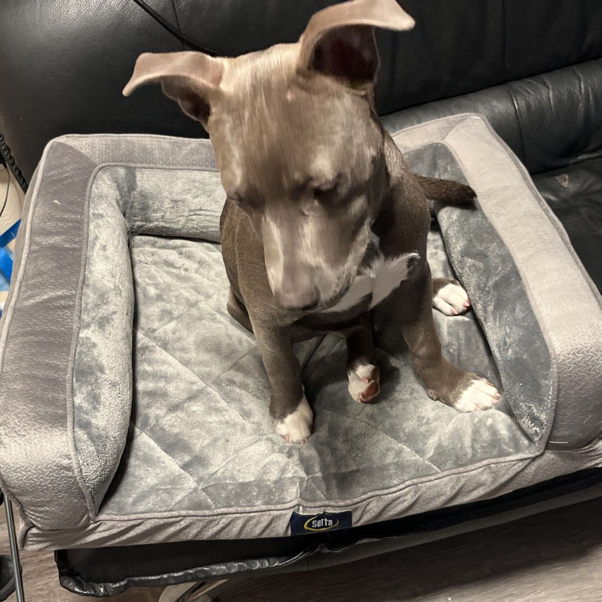 Dog Bed - Orthopedic 