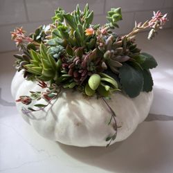 Succulent Pumpkin 