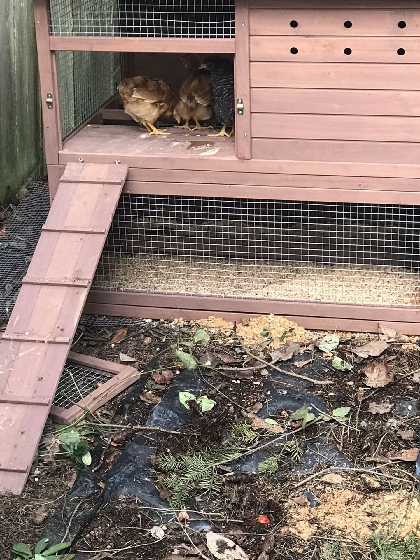 Chicken coop for 3ish chickens