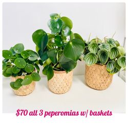 Plants (6”pot 🌿Peperomia watermelon, owl eye & chinese money plant)$70 all with basket