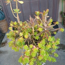 suculentas tiene de 4 