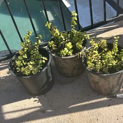 Elephant food Plants