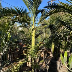 King Palm Trees
