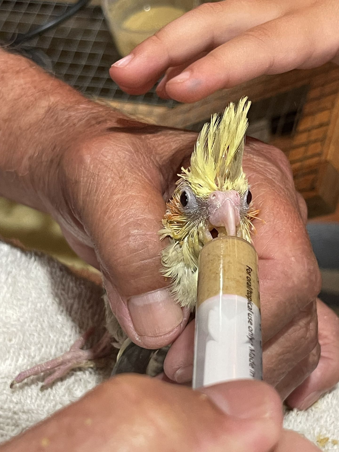 Bird Supplies