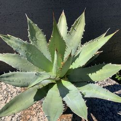 4 Pots Agave Applanta