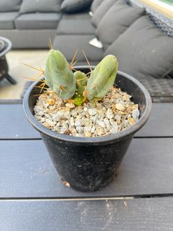 Penis Cactus - TBM Form A