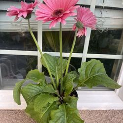 Herbera Daisy Plant $6