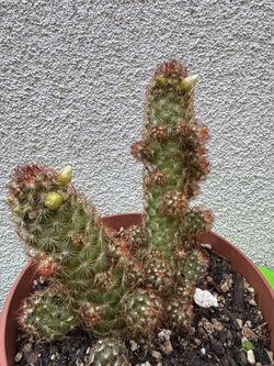 Mammillaria copper king Cactus Plant
