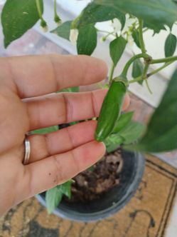 Serrano pepper 🌶️ plant