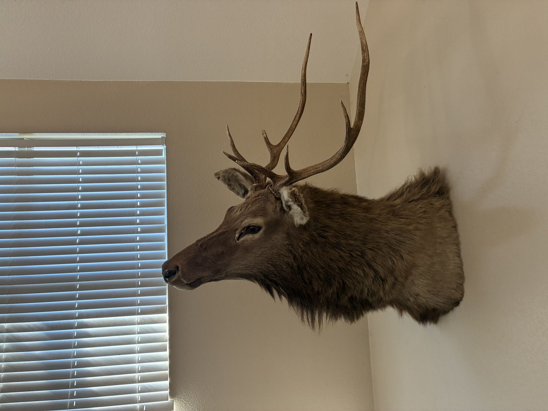 Gorgeous MAJESTIC ELK WALL MOUNT..issue In Nose…..