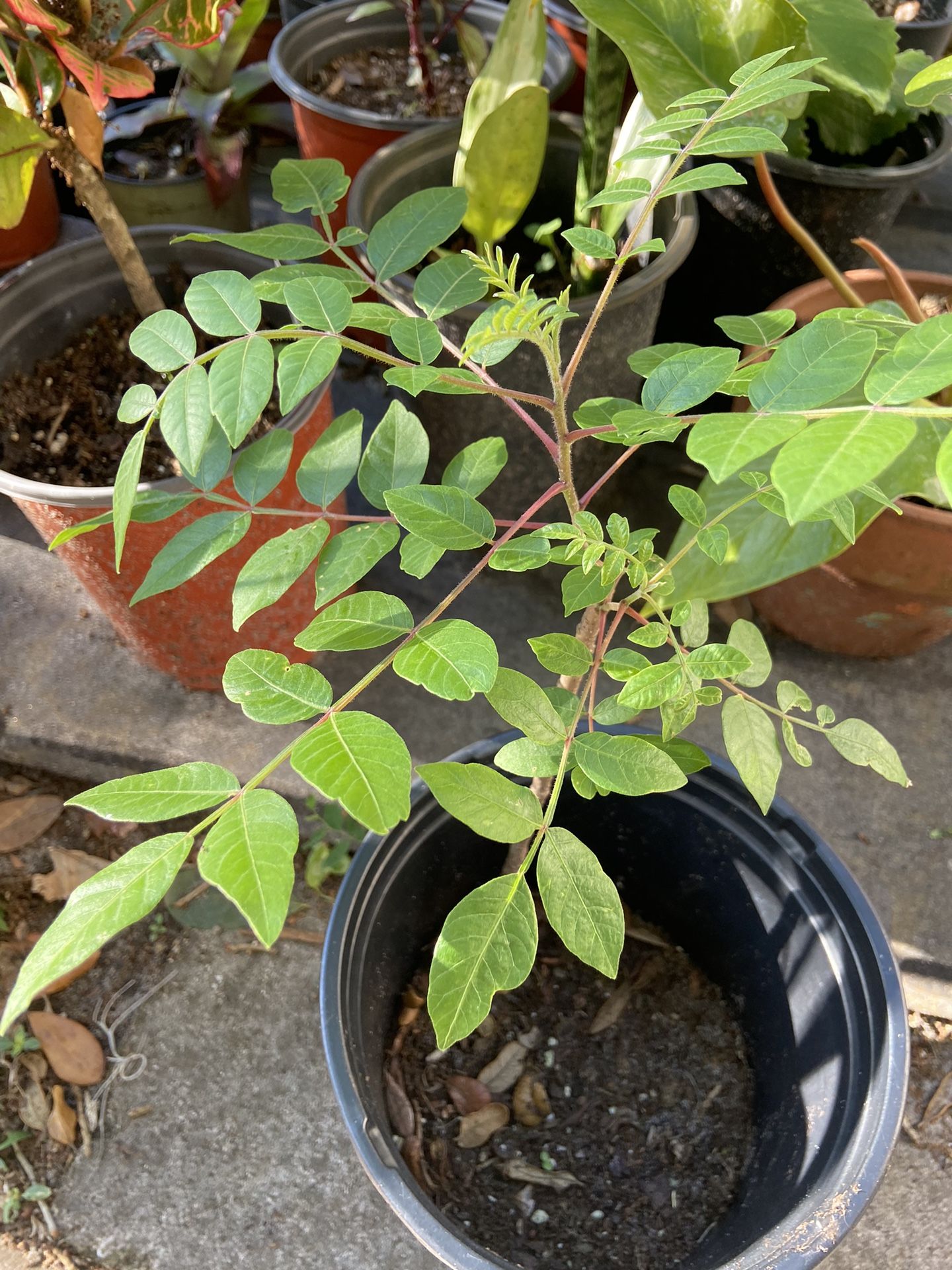 Plants Galore! For Your Florida Garden