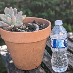 Succulent With Clay Pot