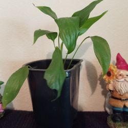 Peace Lily Plant Spathyphyllium