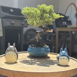 Shohin Japanese Dwarf Juniper Bonsai (Procumbens Nana)