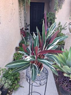 Stromanthe Triostar Plant $35