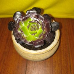 Succulent $7