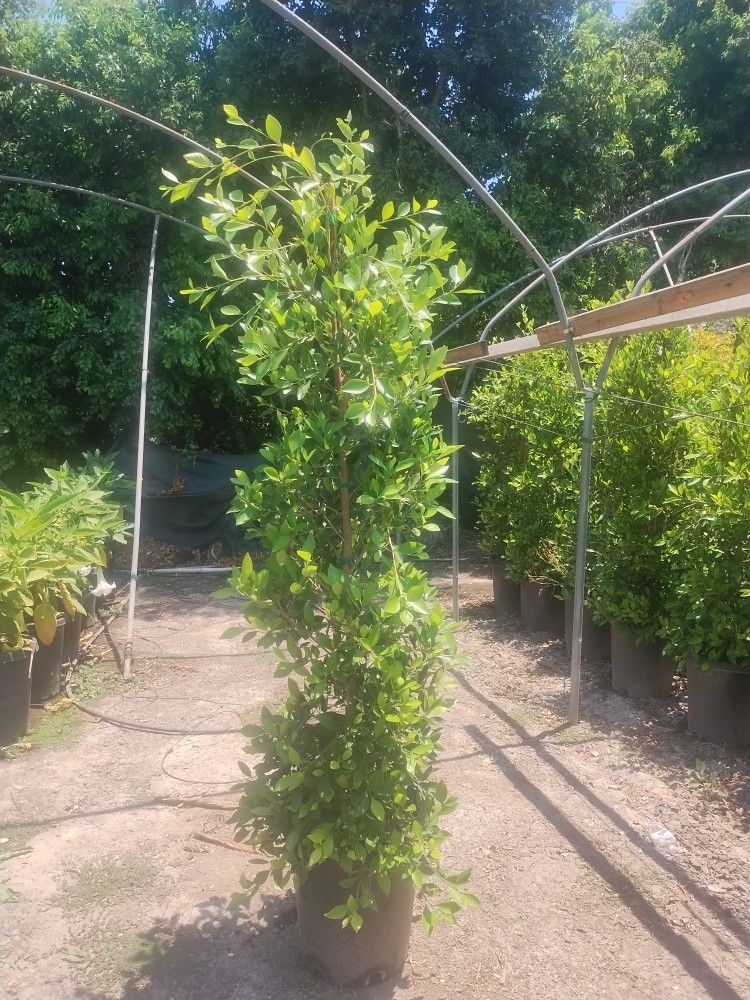 Plantas
