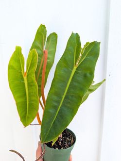 Philodendron Billietiae Plant 4" Pot - Indoor House Plants