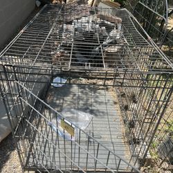 Dog House 