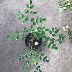 Malunggay/ Moringa