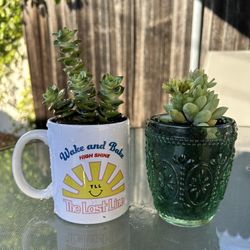 Succulent Plants in Cute Mug & Vintage Green Glass Planters – Ready to Gift!