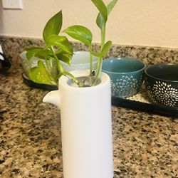 Plant With Vase