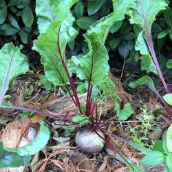beet plant w pot and soil TRADES ACCEPTED